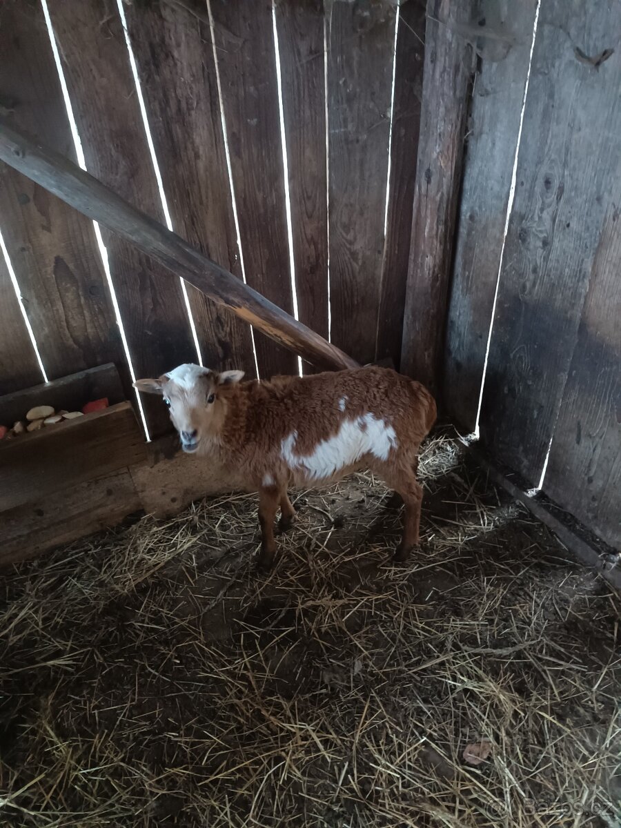 Prodám kamerunské beránky