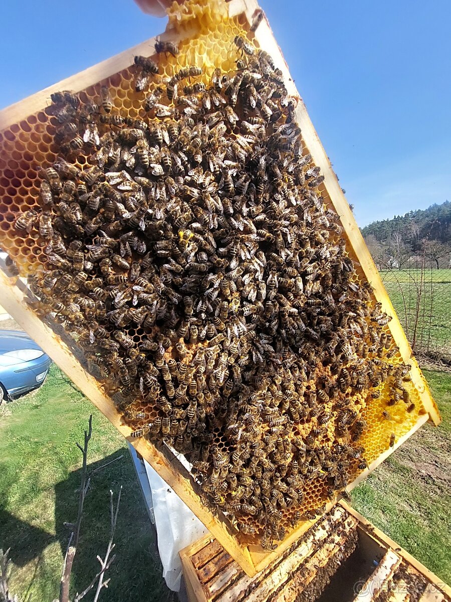 Vyzimovaná včelstva