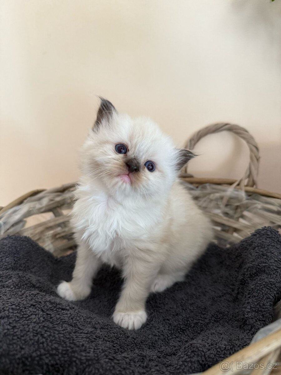 Ragdollí láska na celý život – koťátka s PP k rezervaci
