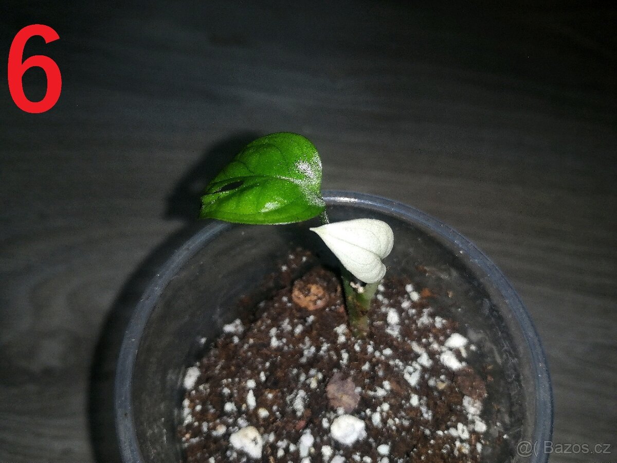 6.Monstera Adansonii Albo - Malinkatá rostlina