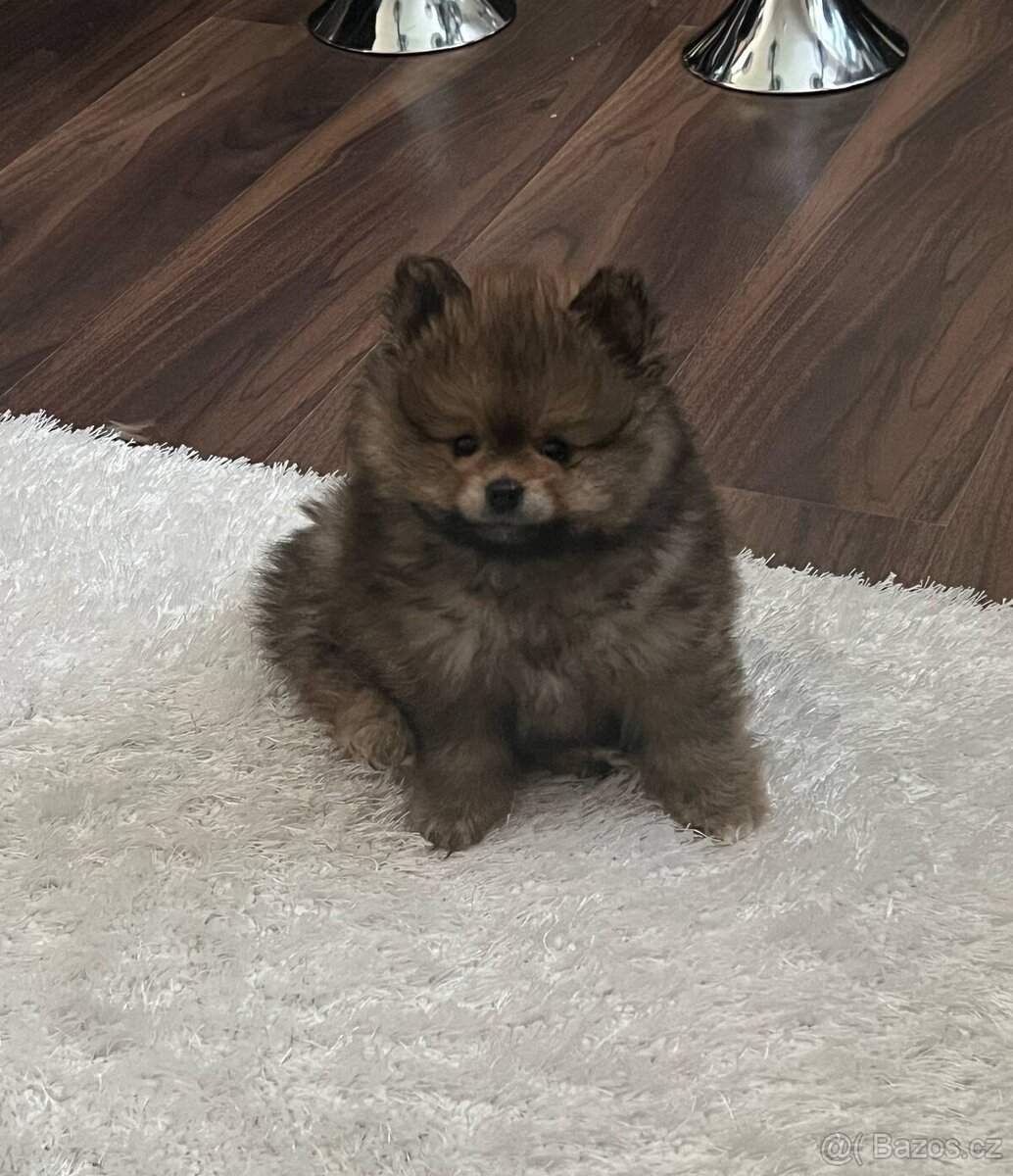 Pomeranian