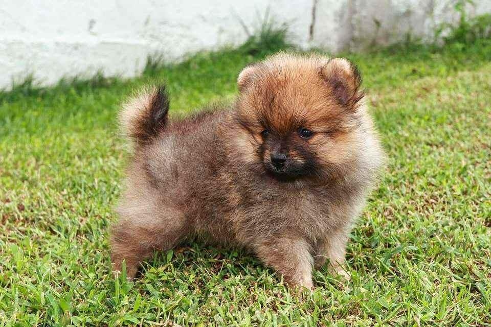 Pomeranian