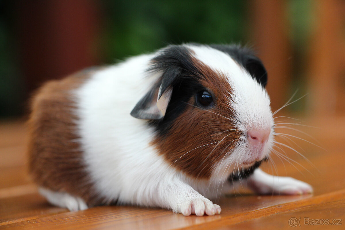 Morče, morčata, morčátko s PP - krátkosrstá