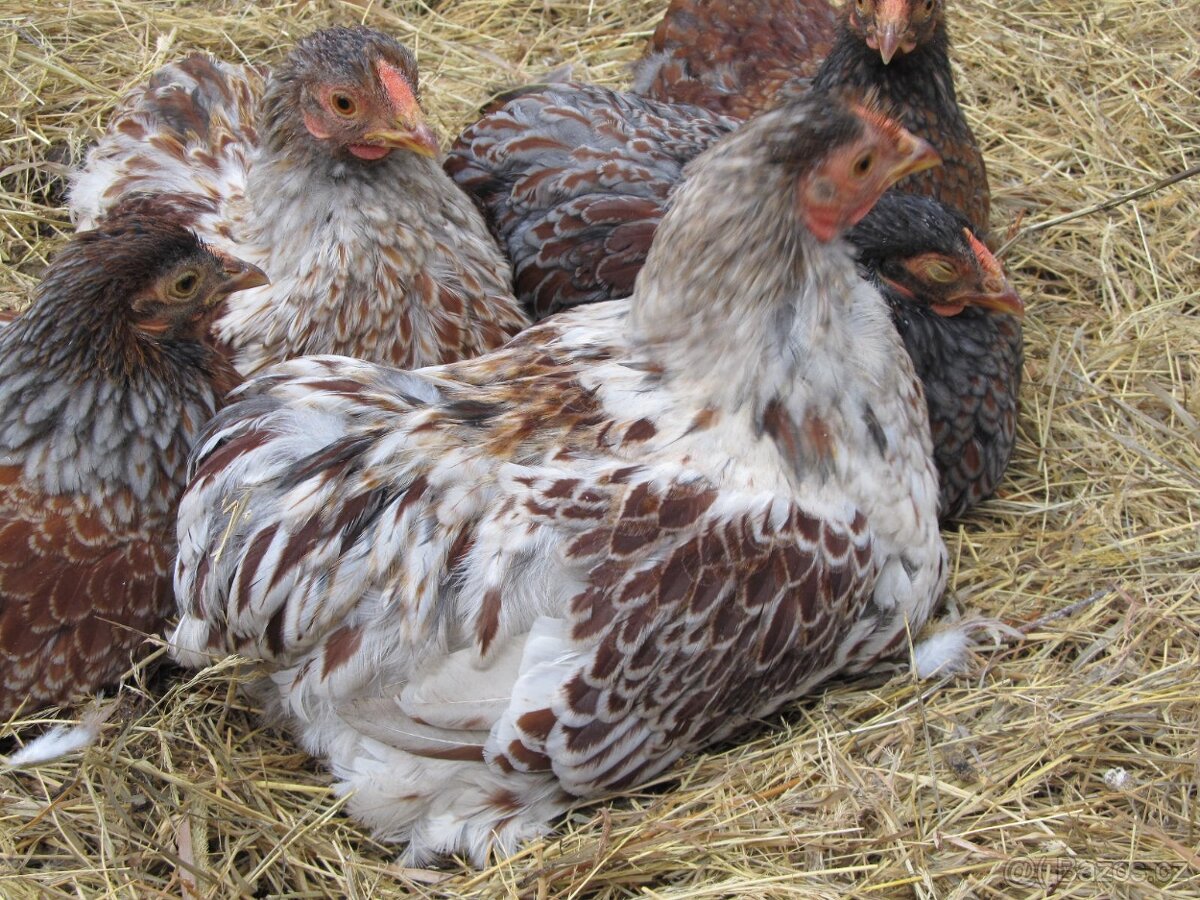 Wyandotka zdrobnělá zlatá bíle lemovaná - kohouti