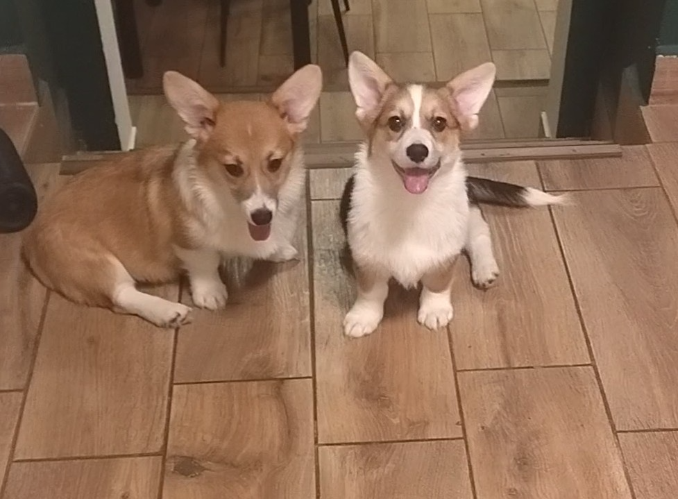 Welsh Corgi Pembroke FCI