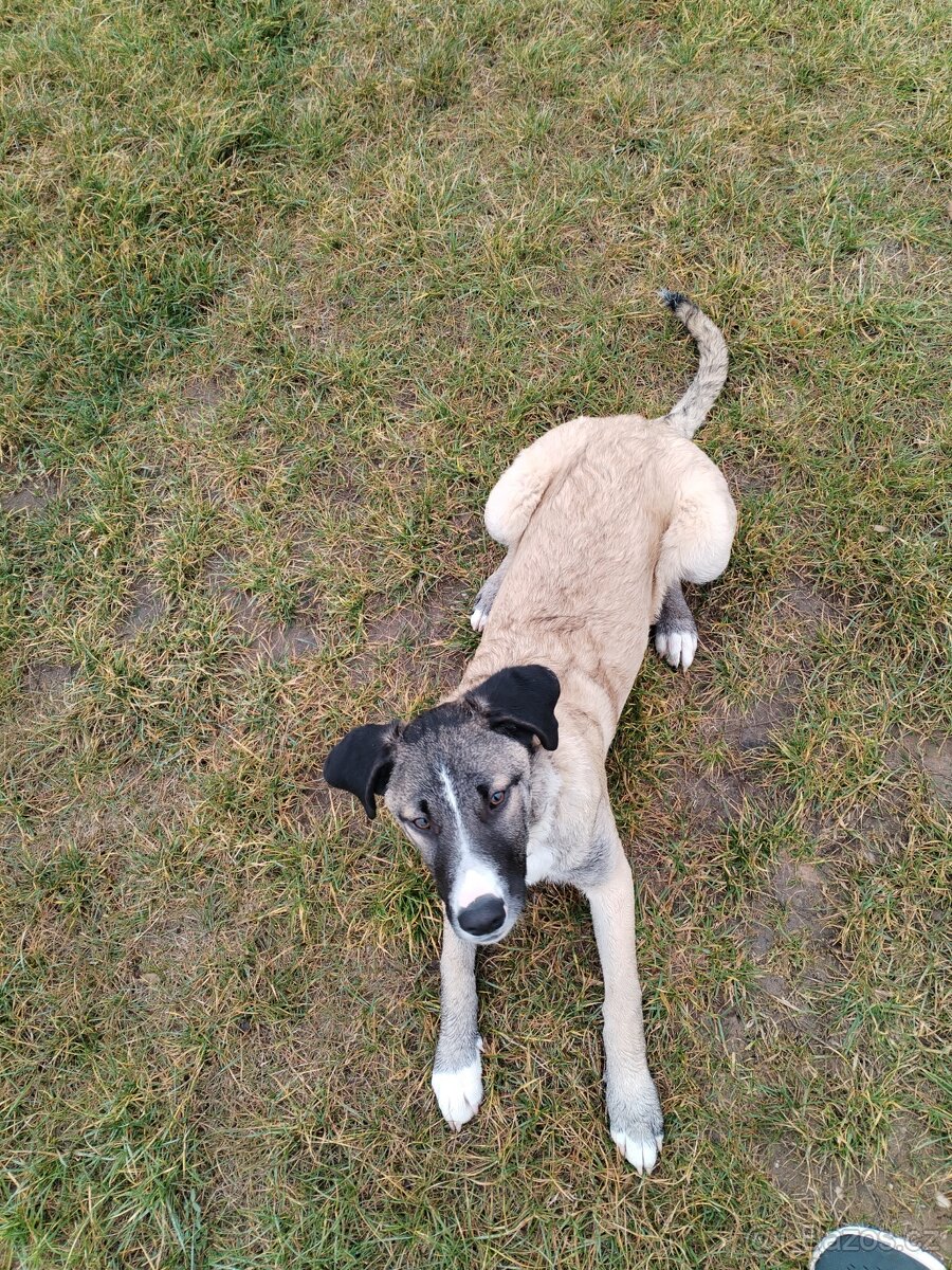 Prodám 6 měsíční štěně