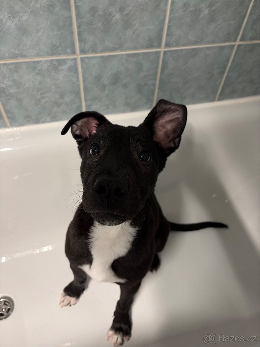 Prodám staforda 6 měsíců.