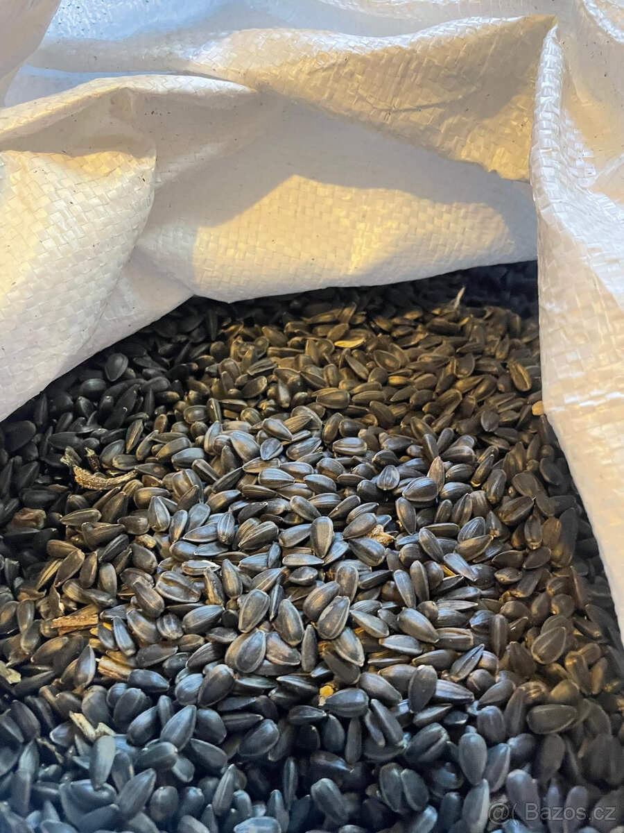 Slunečnice černá 25 Kč/1kg