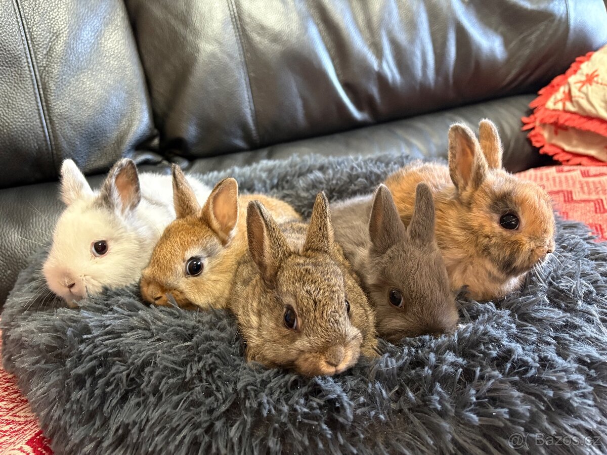 ♥️zakrslý králík - mimča již k odběru 🐰