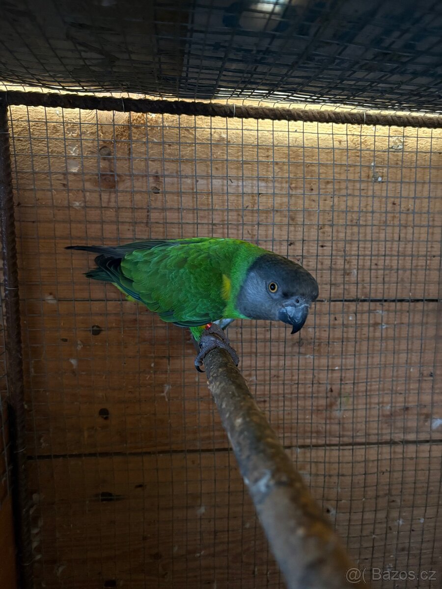 Papoušek Senegalský