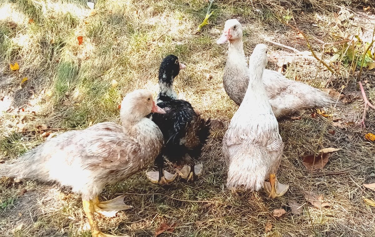 Káčata kachny pižmové