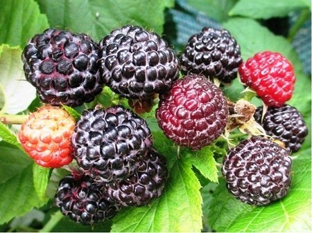 ČERNÁ MALINA - RUBUS OCCIDENTALIS "BLACK JEWEL"