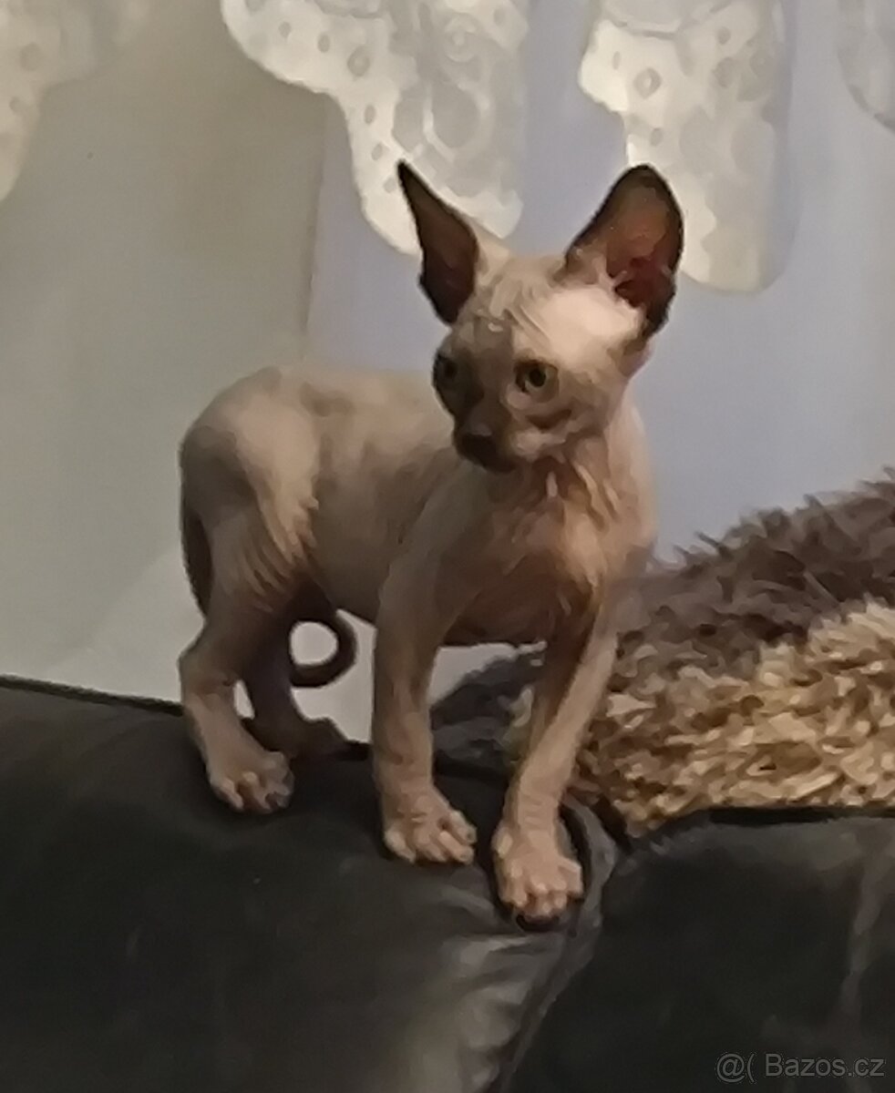 SPHYNX