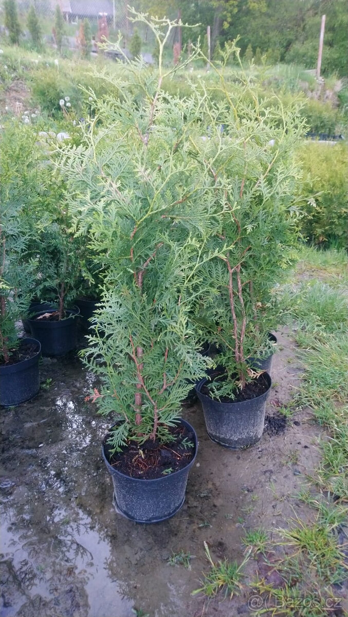 Thuje tuje tujky brabant 70-90cm