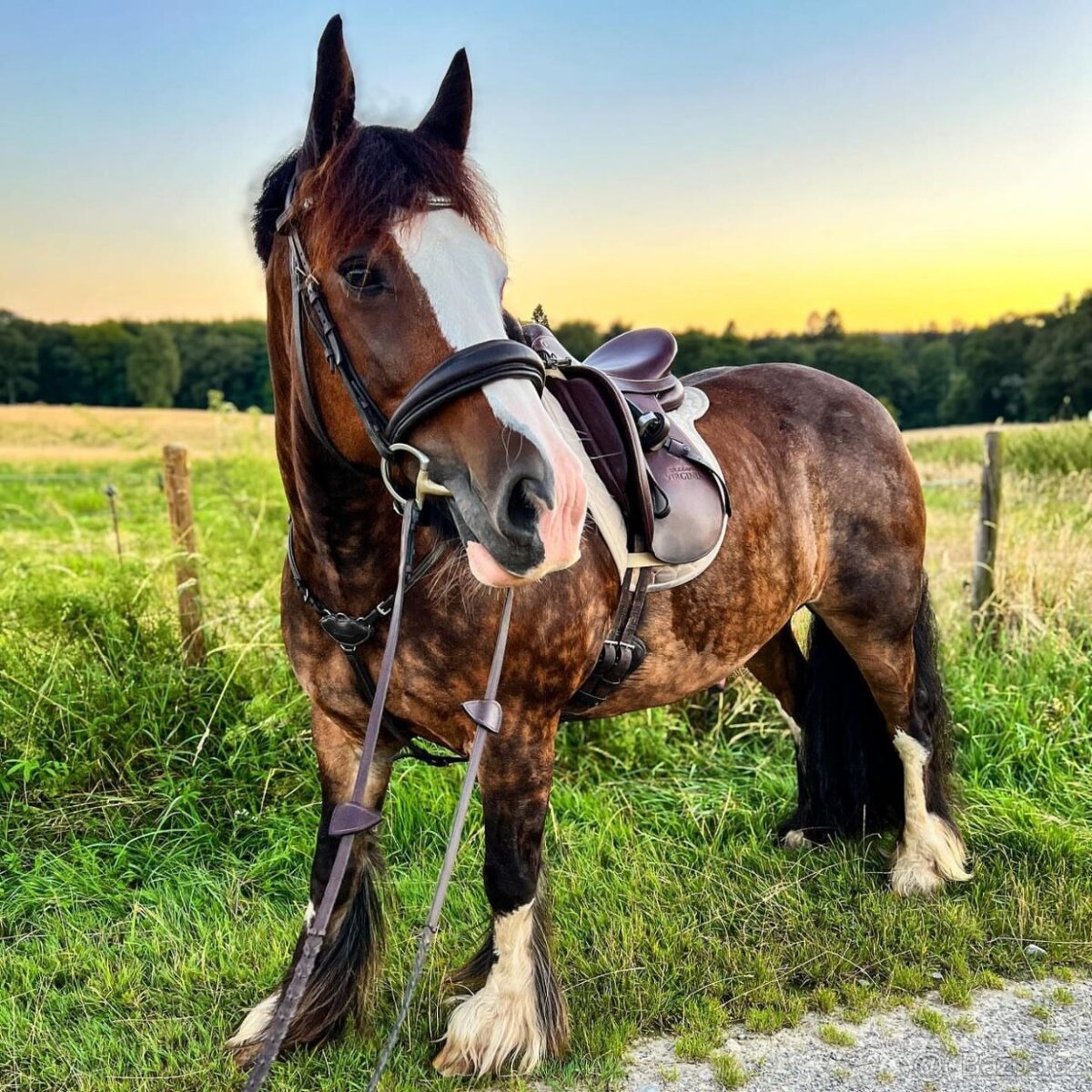 Prodám klisnu a valacha plemene Irish Cob