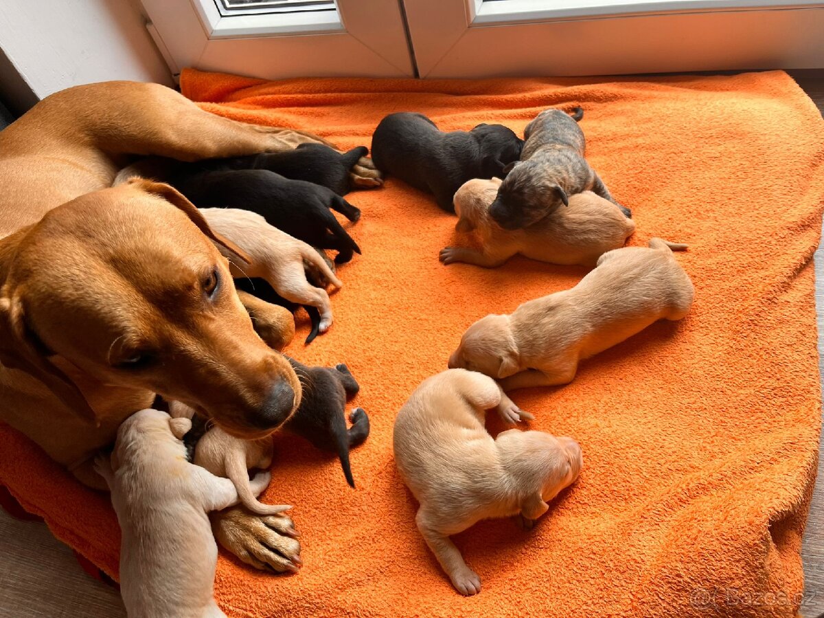 🐶Štěňata 🐶