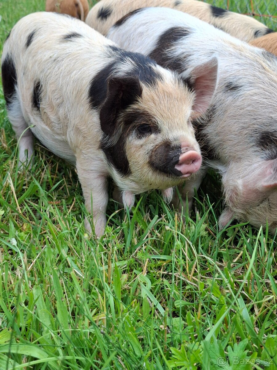 Kune Kune selata