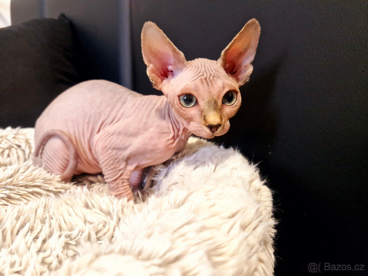 Koťata sphynx