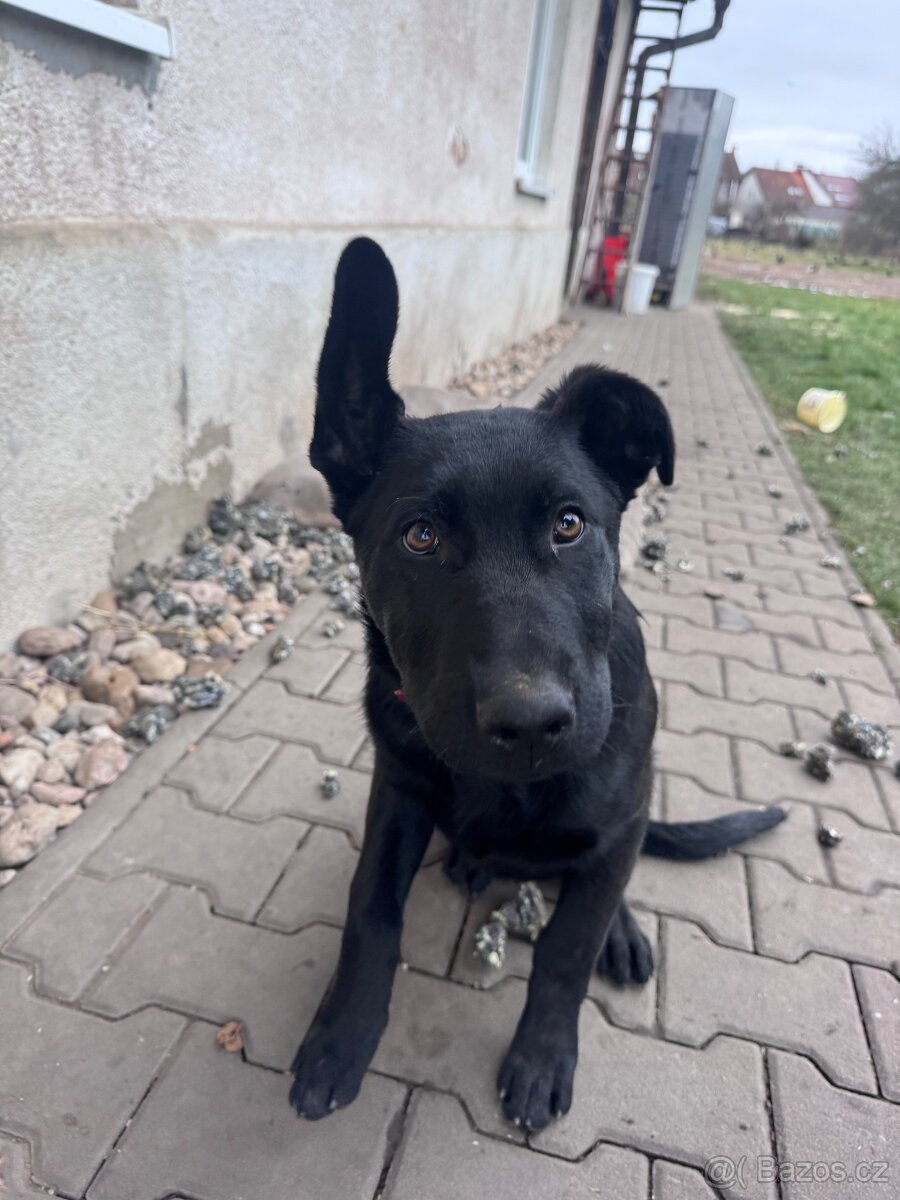 Německý ovčák kříženec