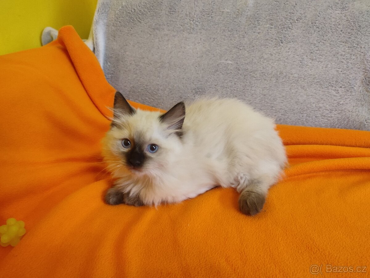 Ragdoll koťátka bez PP