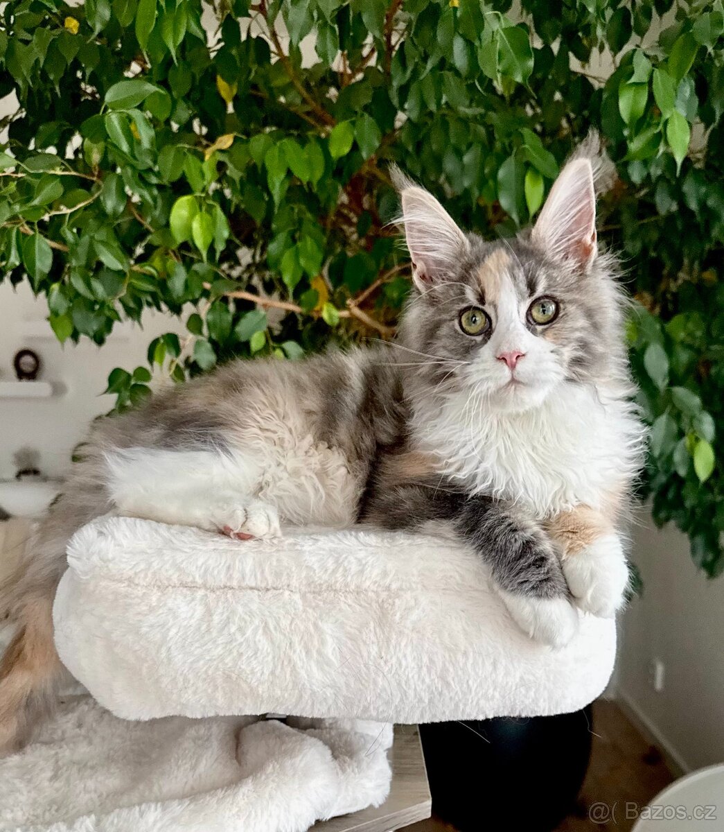 Mainská mývalí s PP