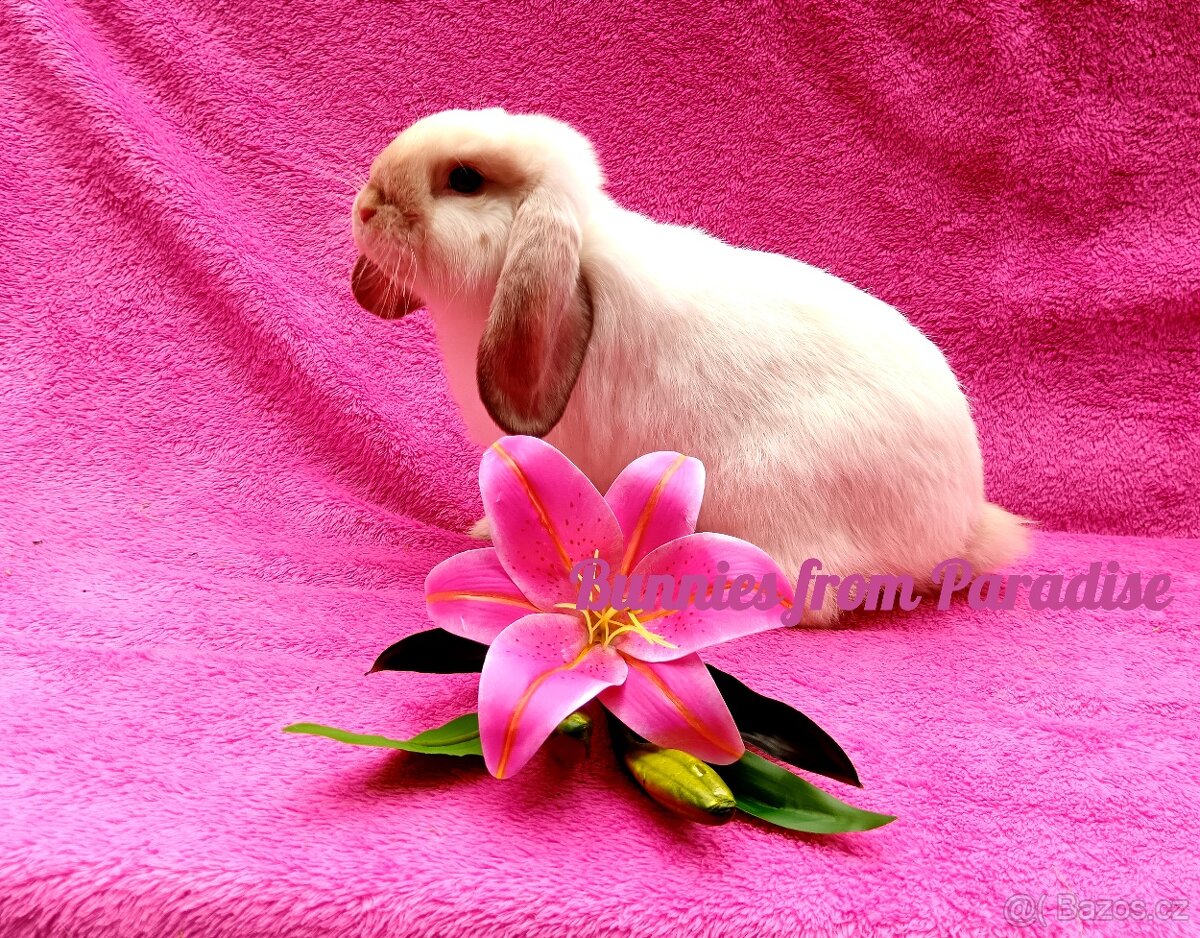 SIAMSKÁ HOLČIČKA HLEDÁ NOVÝ DOMOV ❤️❤️❤️