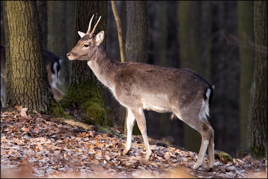 Prodám - Daněk špičák