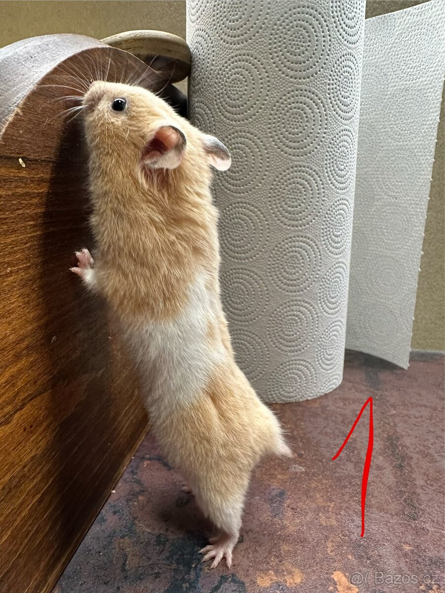 Křeček zlatý, syrský