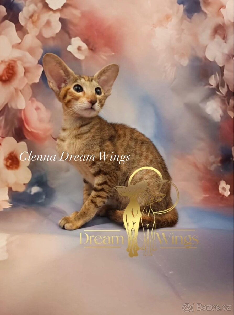 Orientální kočka s PP Glenna