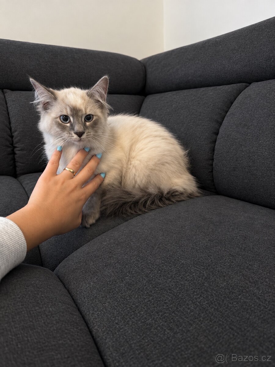 Mainská mývalí X Ragdoll