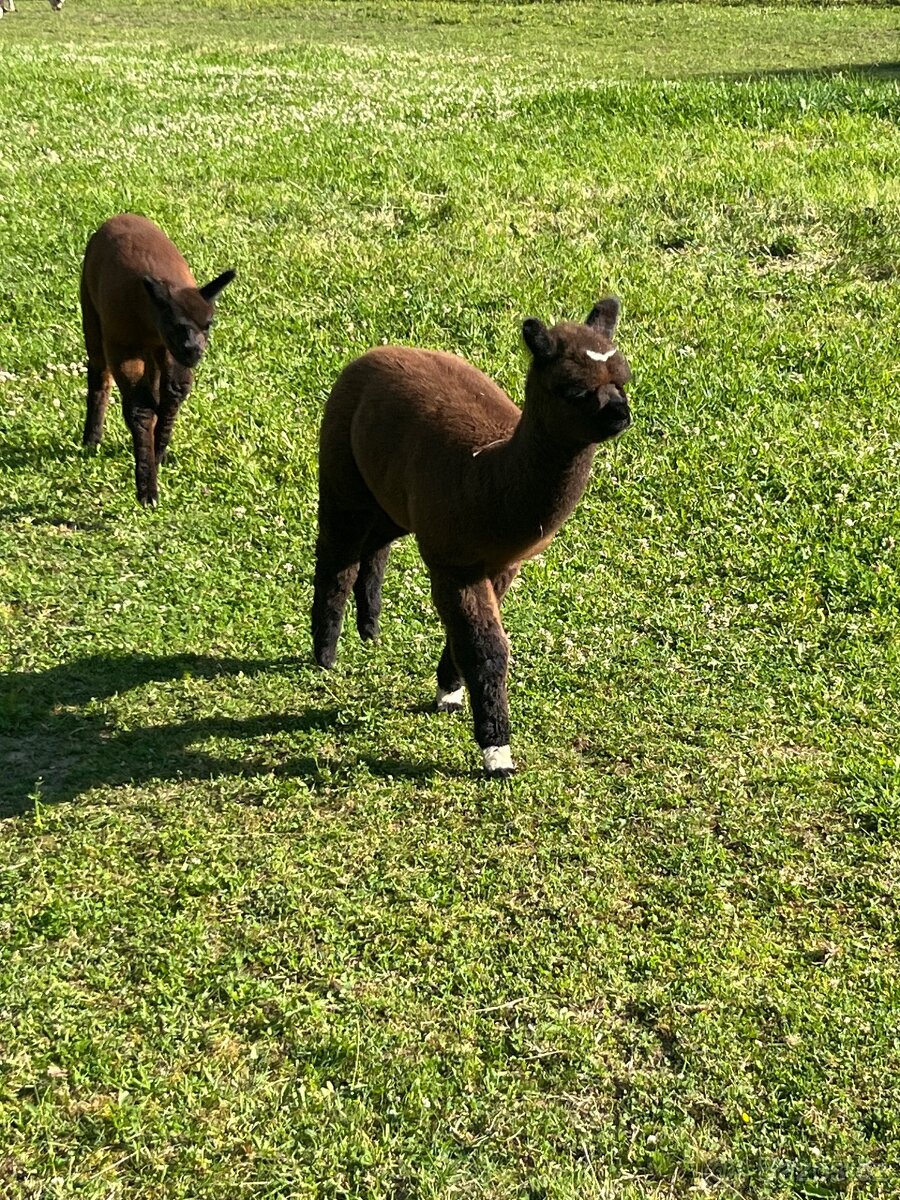 Lama Alpaka