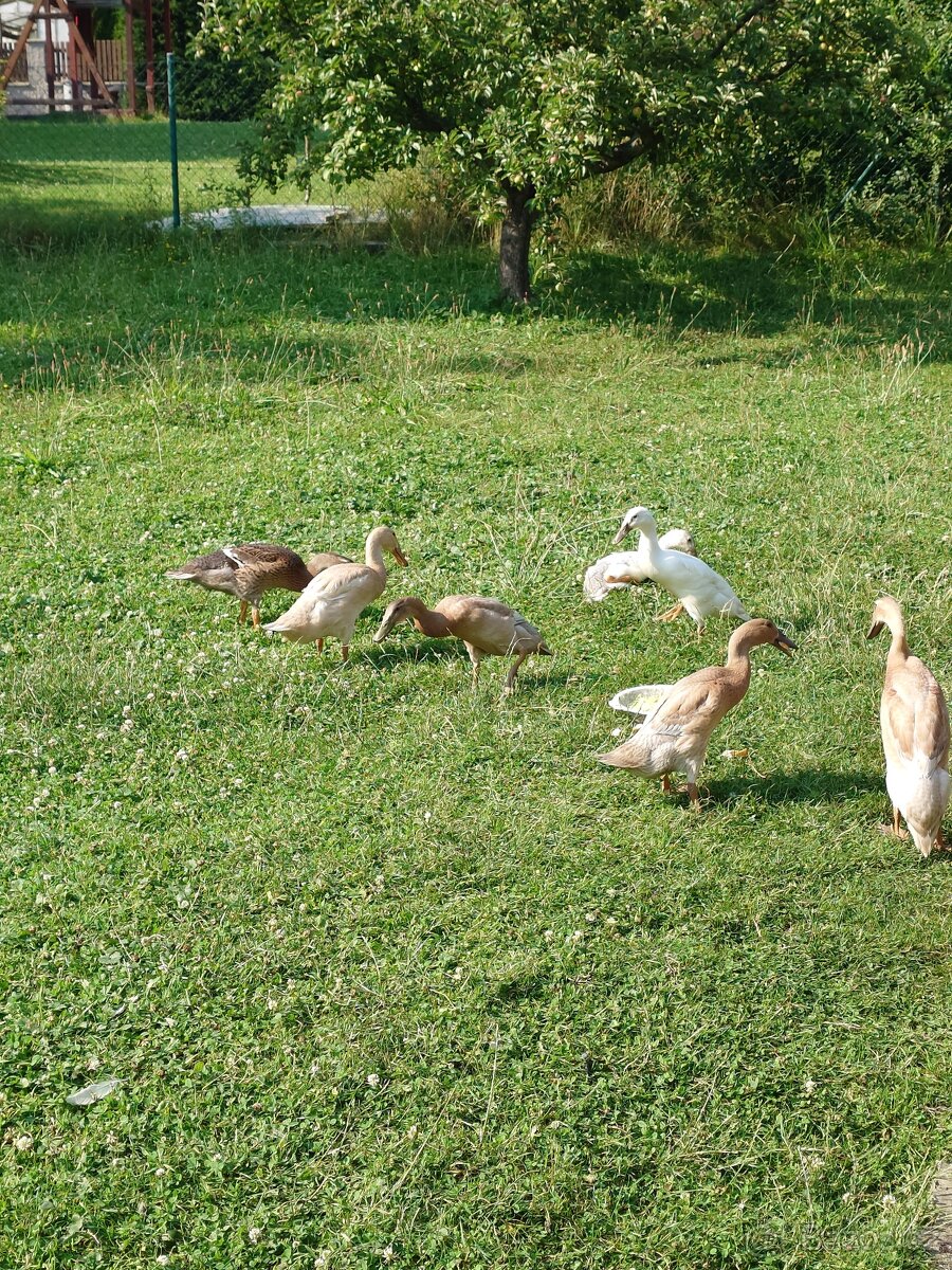 Indický běžec