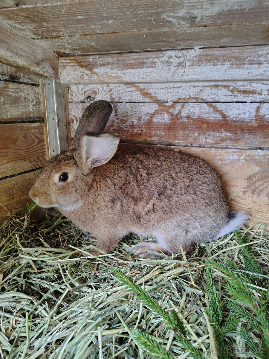 Králík - samci