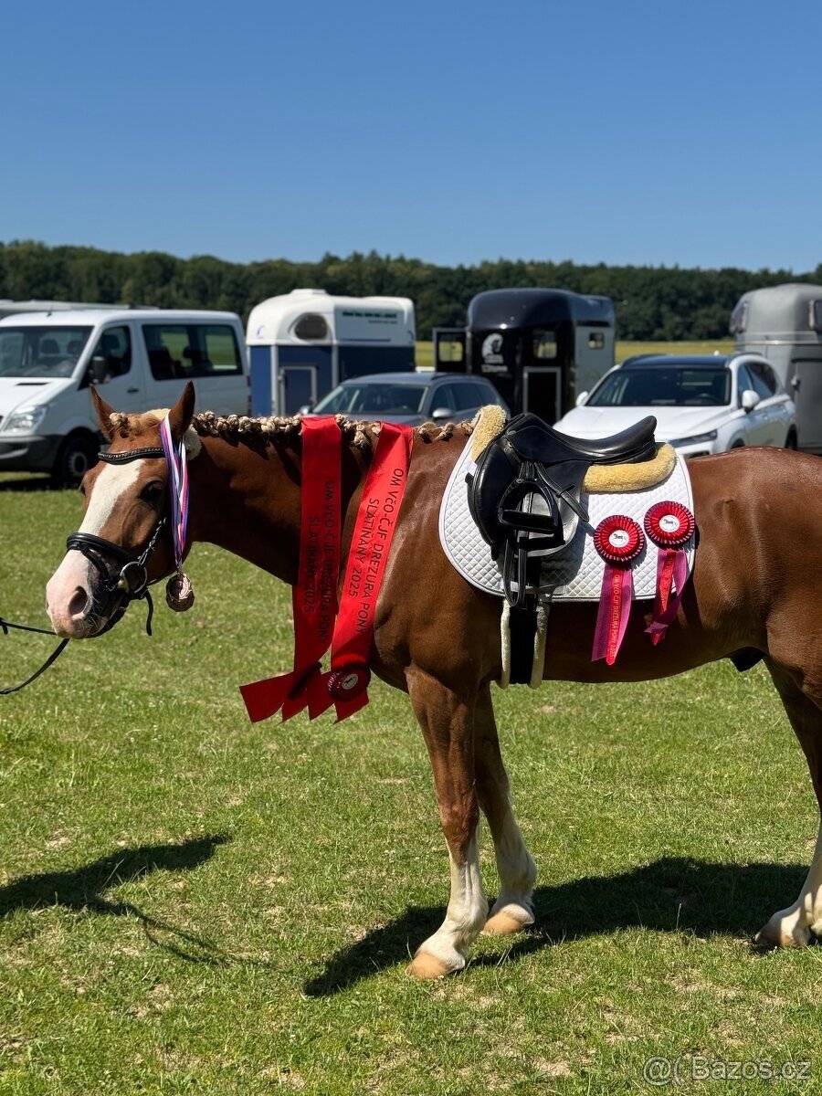 Pony valach B (148 cm)