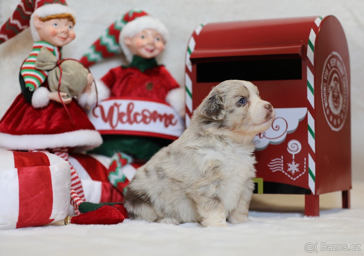 Miniaturní americký ovčák