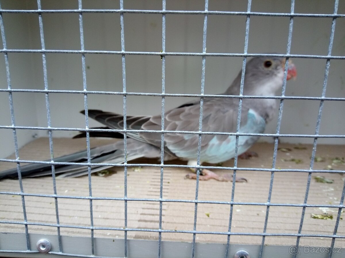 Papoušek Alexandřin