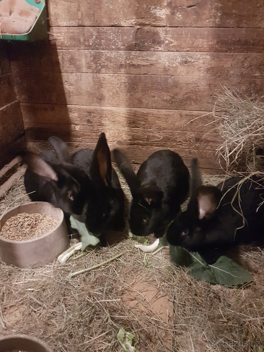 belgický obr černý