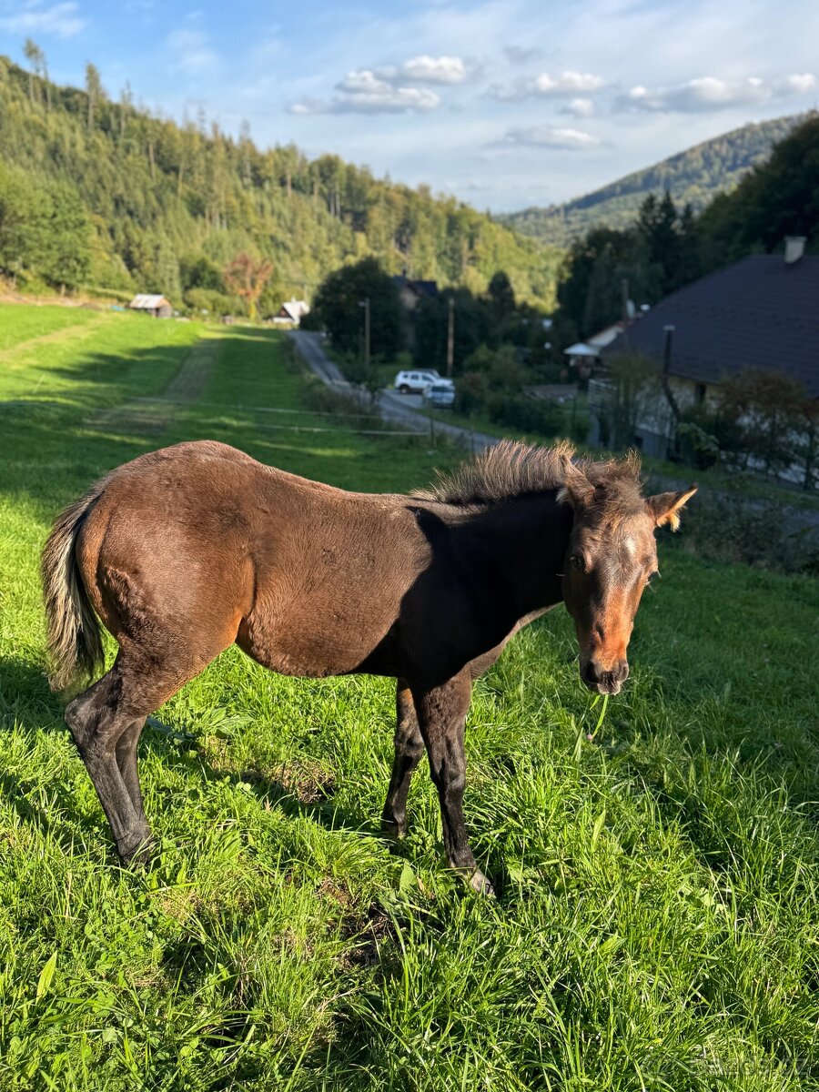 Qh hřebeček- dark buckskin