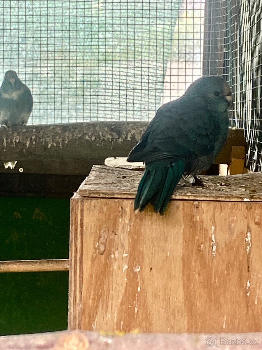 Kakariki modrý a modré straky