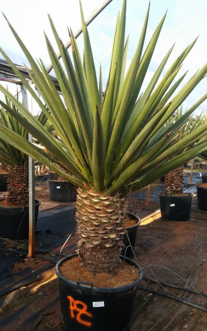 Yucca Carnerosana a Yucca Faxoniana včetně květináče
