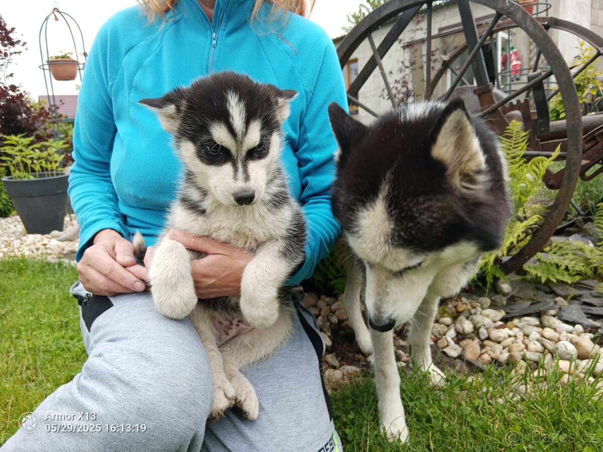 Prodám štěně husky