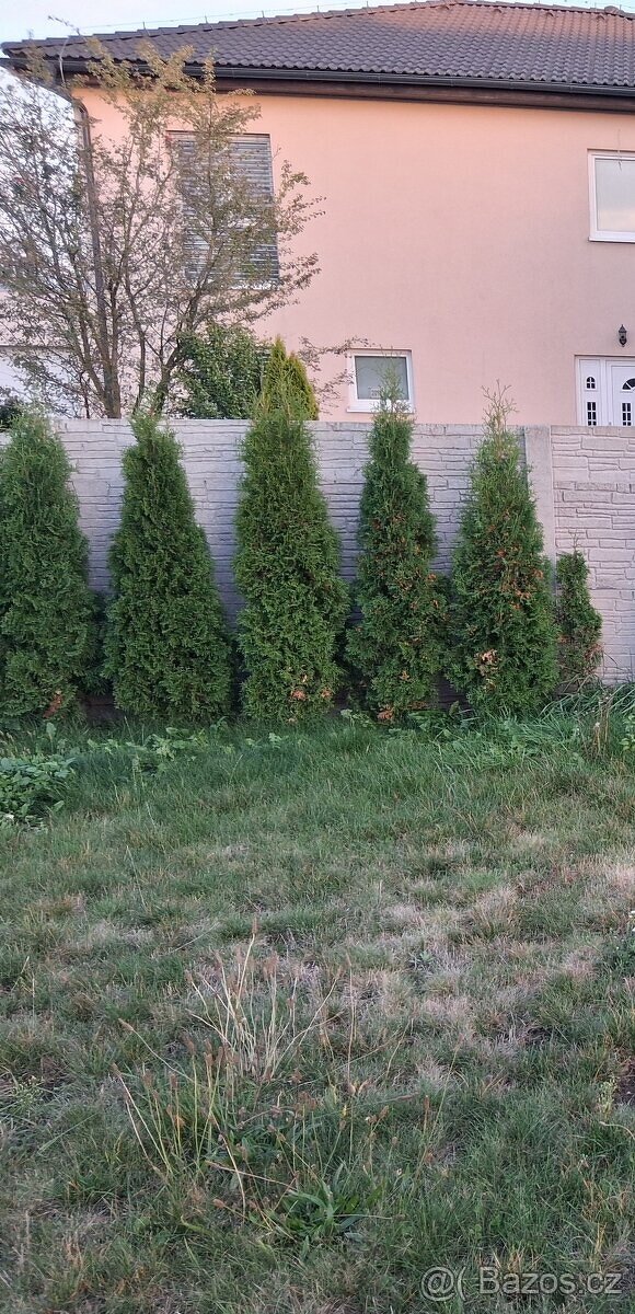 Prodám thúje, túje.