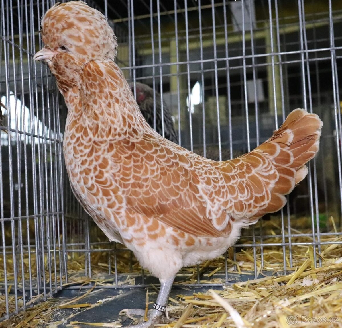 Koupím zdrobnělé Paduánky