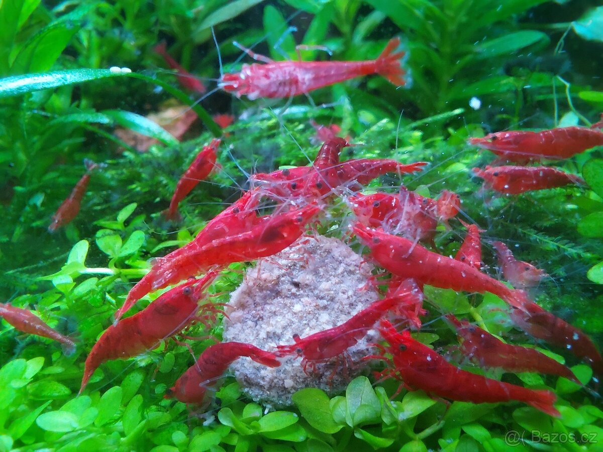 Krevetky Neocaridina Davidi var. Red Cherry