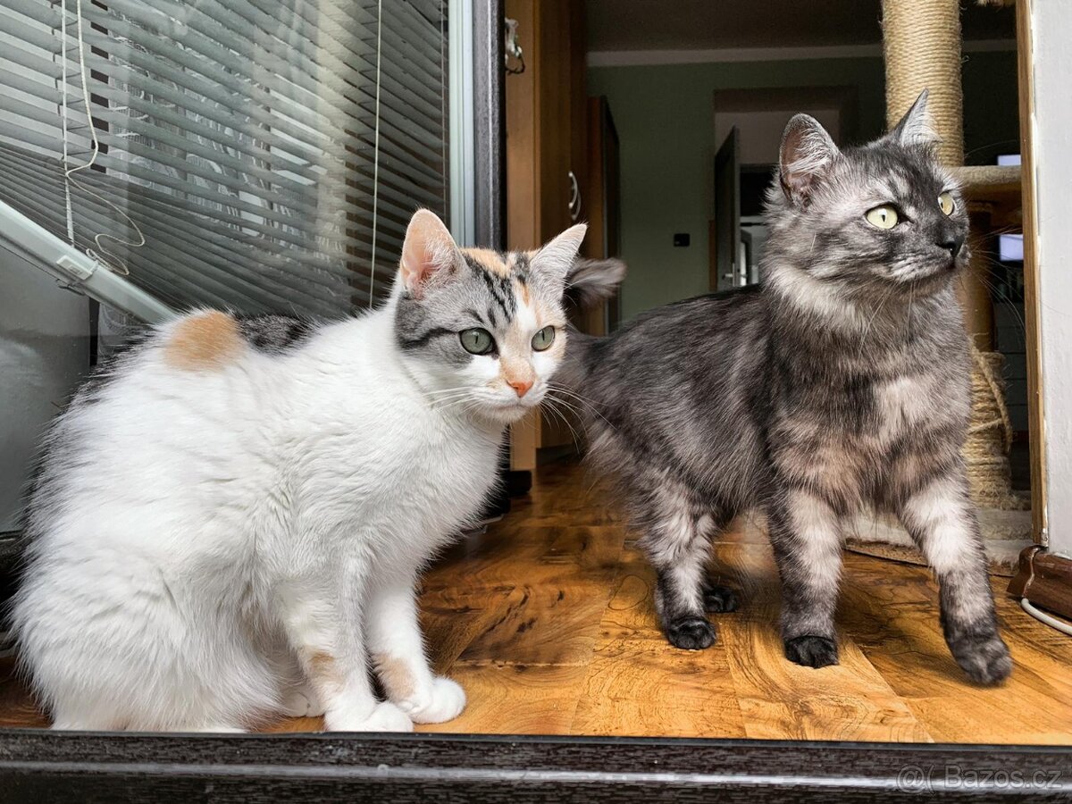 Daruji 2 kočičky