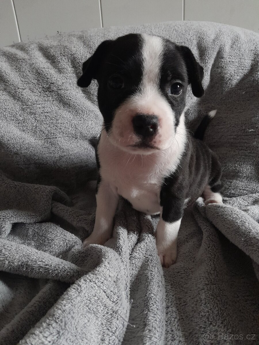 Stafordšírský bulteriér