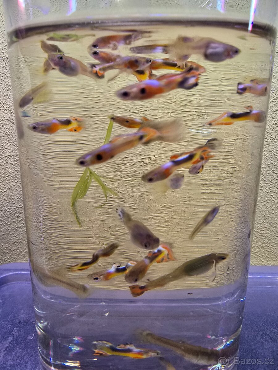 Endlerky MIX Brno/Pohořelice Živorodky