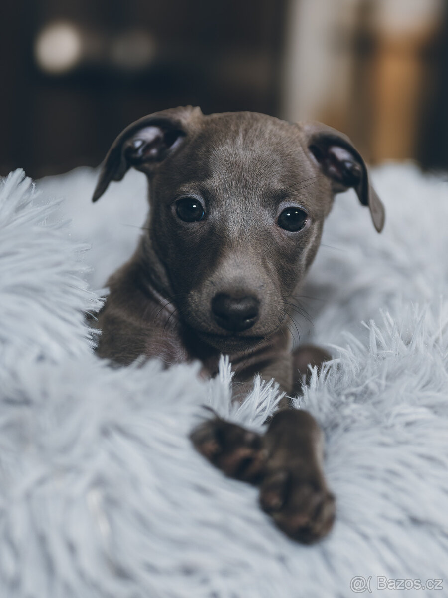 Italský chrtík s PP