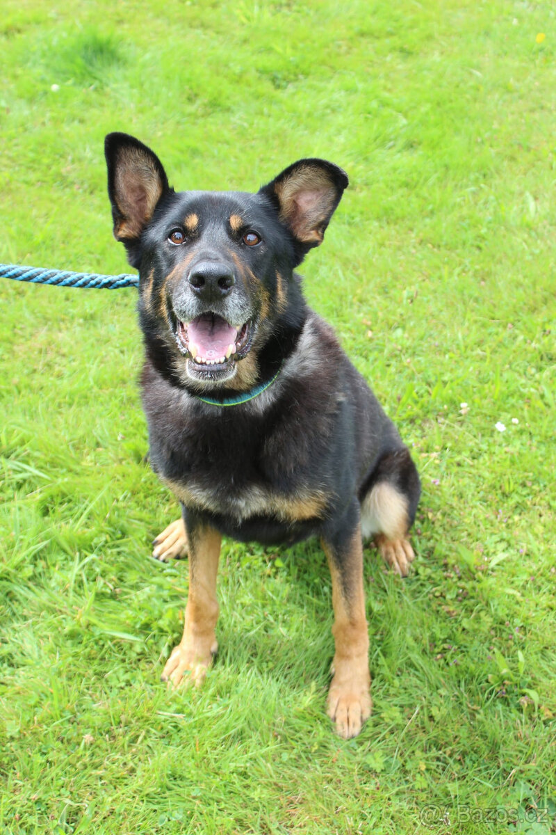 Fenka NO hledá domov