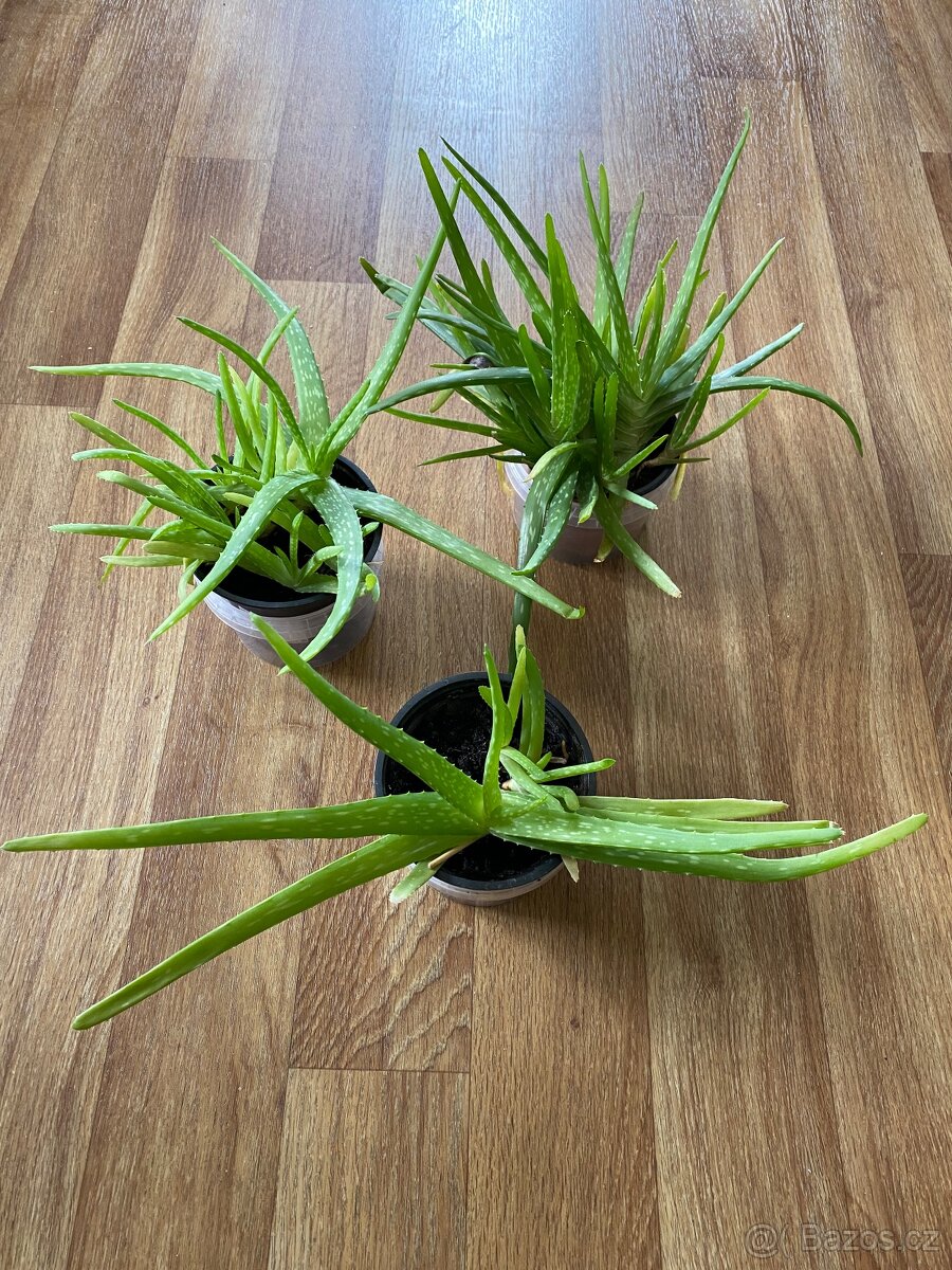 Aloe Vera.